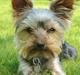 Yorkshire terrier Sofus