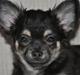 Chihuahua Dee Kay Beautiful Blackie
