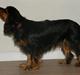 Cavalier king charles spaniel Nova 