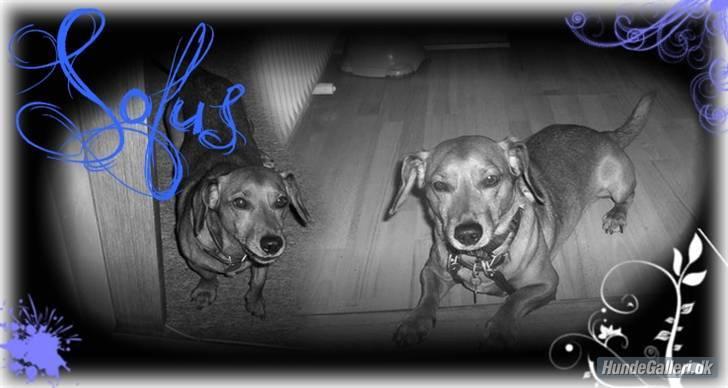 Gravhund Sofus R.I.P<3. - Jegelskerdigminlillebassehund***;<33 billede 6