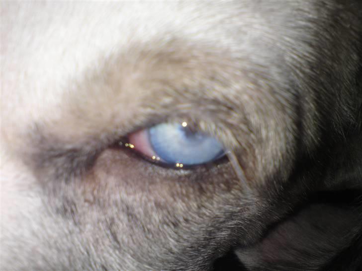 Grand danois Holger Danske - Kuk-kuk billede 1