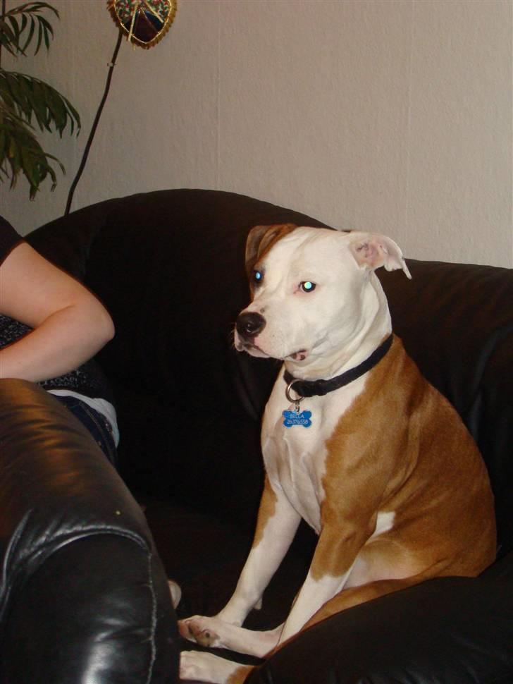 Amerikansk staffordshire terrier Bella Storebrors hund :D billede 6