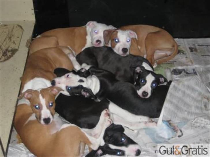 Amerikansk staffordshire terrier Bella Storebrors hund :D billede 7