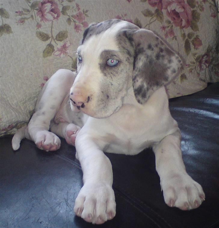 Grand danois Holger Danske billede 2