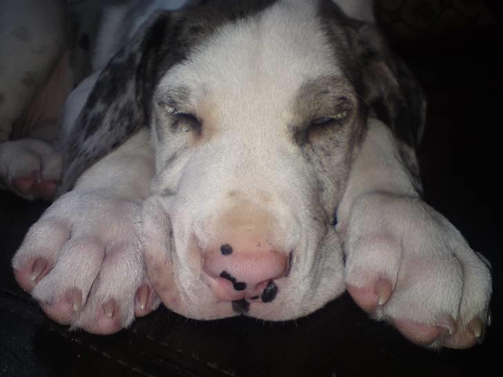 Grand danois Holger Danske - Zzzzzzzzzzzzzzzzzzzzzzzzzzzzzzzzzzzzzzzzzzzzzzzzz billede 3