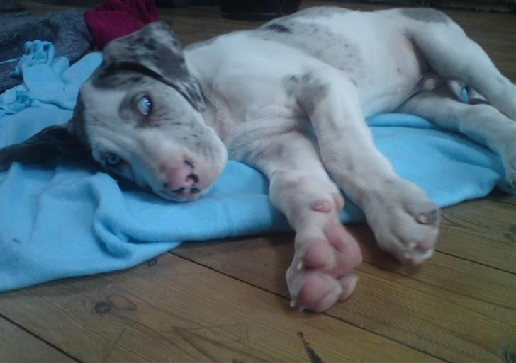 Grand danois Holger Danske - Et lille hvil skal der til når man er en bette mand billede 4