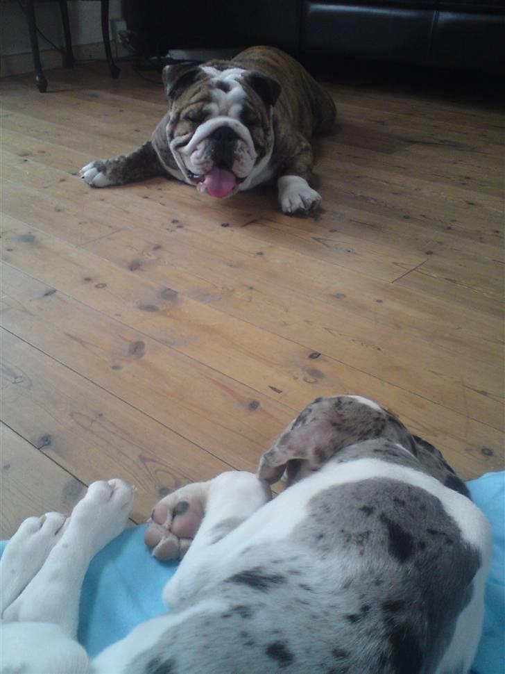 Grand danois Holger Danske - SKAL han bare sove HELE tiden???? Jeg vil lege! billede 5