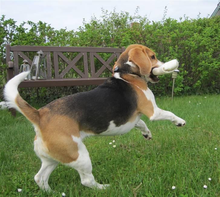 Beagle Kia - kia fik lige et kæmpe ben!:D billede 10