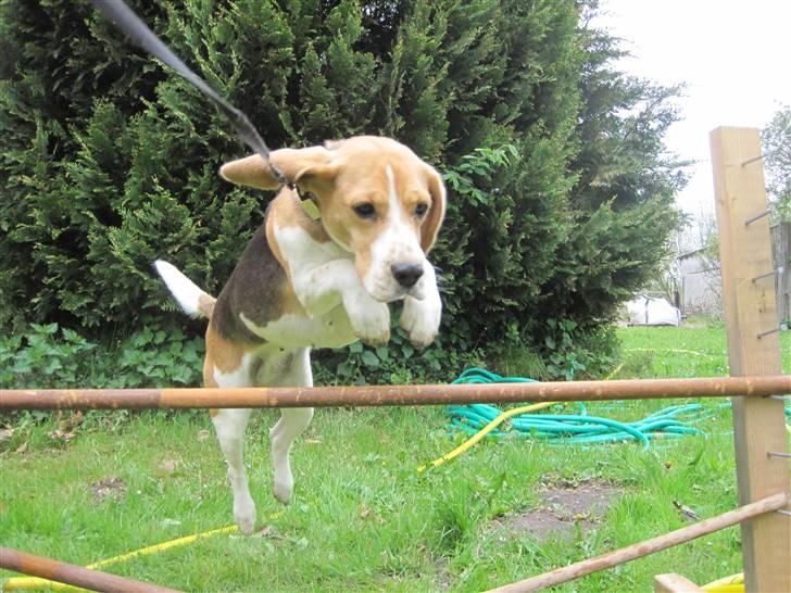 Beagle Kia - SPRING!:D billede 12