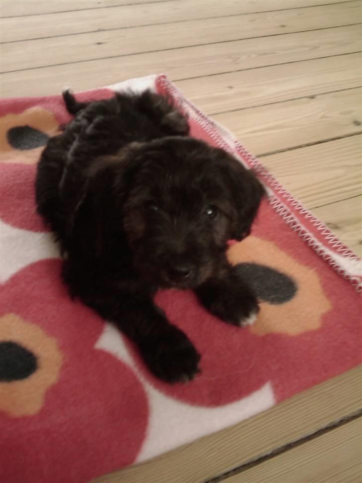 Blanding af racer Sofus - Uhh en lille flower-power hvalp vi har her :o) billede 1