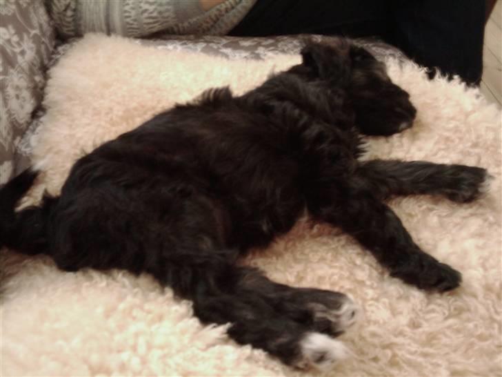 Blanding af racer Sofus - Godnat. Jeg kommer nu drømmeland! billede 2