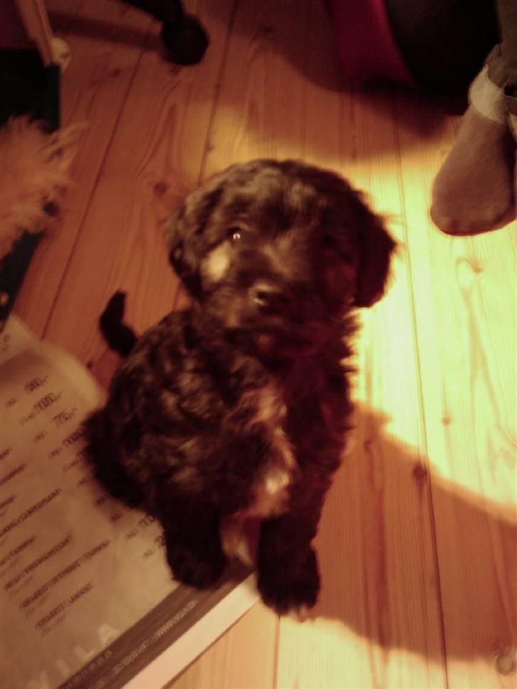 Blanding af racer Sofus - Kuk kuk jeg er lige her. ("Den dag vi hentede ham") billede 3