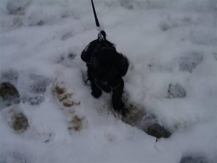 Blanding af racer Sofus - Første gang han var med ude ved min pony :o) billede 4