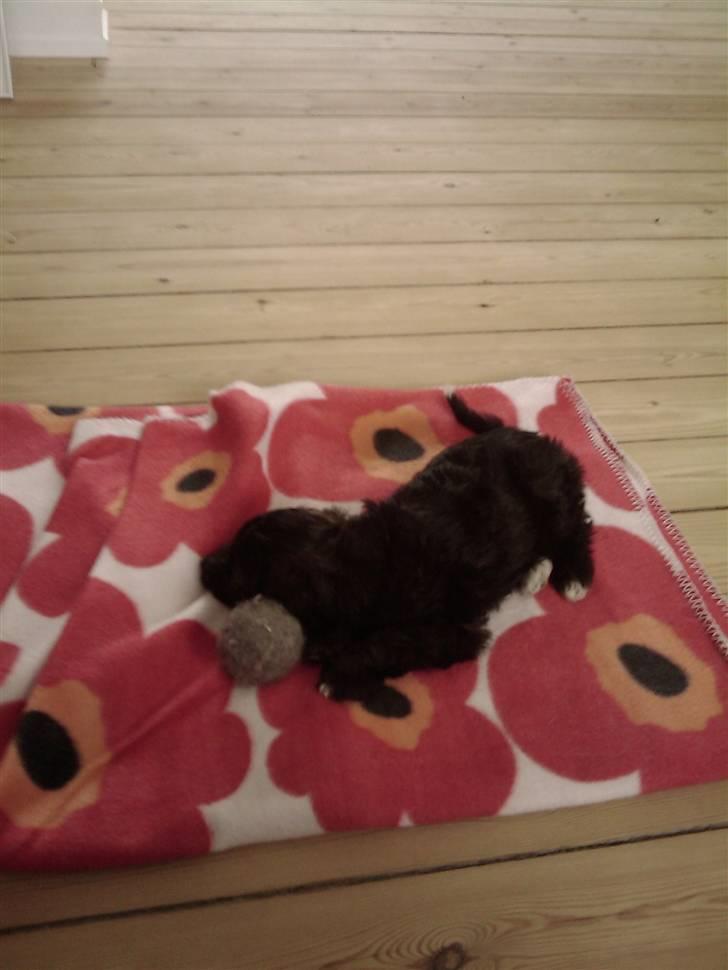 Blanding af racer Sofus - Min boldt!!! billede 5