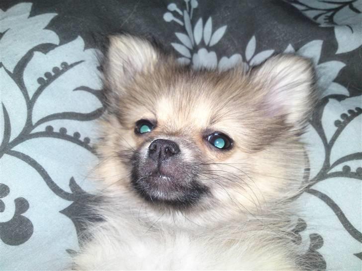 Blanding af racer Poppai - Mit hjærte banker helt af kærlighed til ham. billede 1