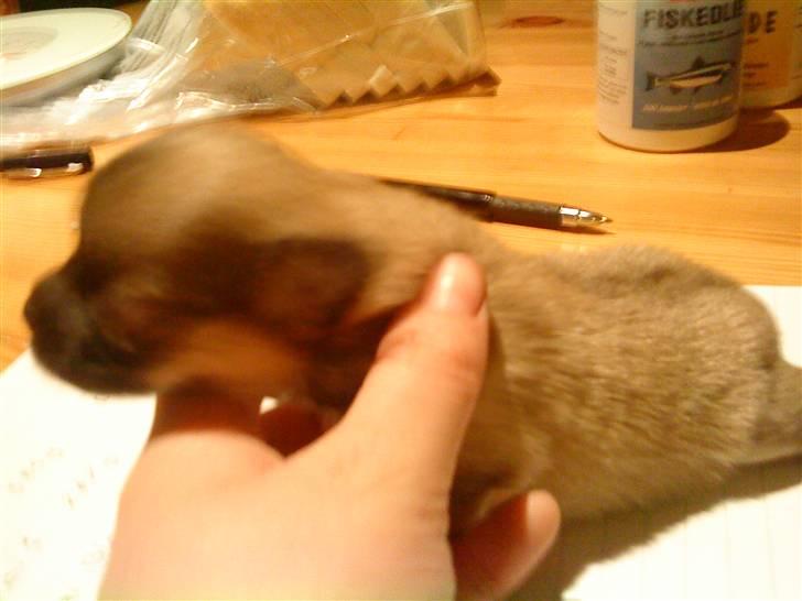 Blanding af racer Poppai - Her er Poppai 5 dage.  billede 20