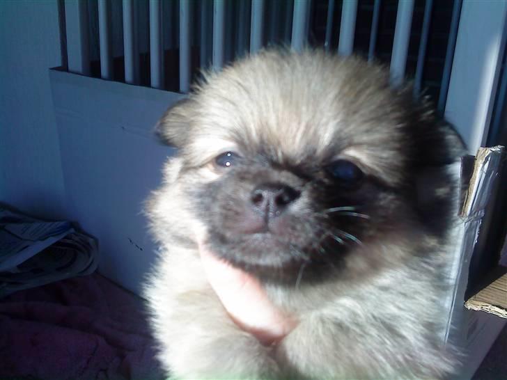 Blanding af racer Poppai billede 18