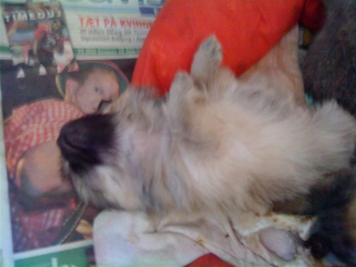 Blanding af racer Poppai billede 19