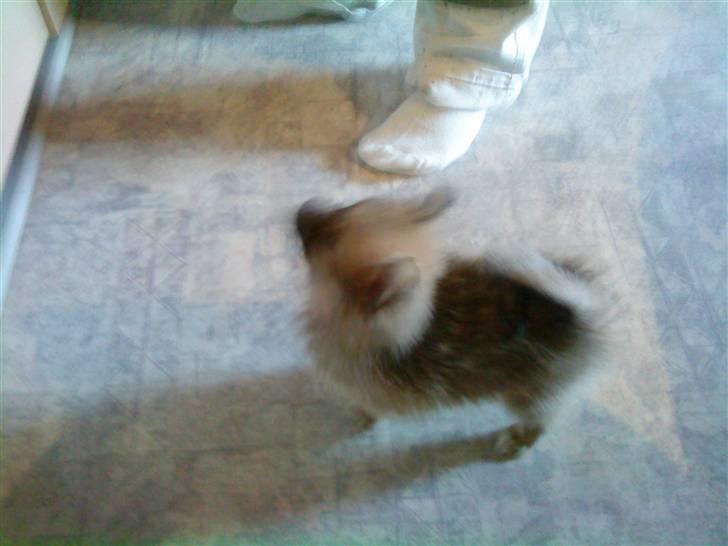 Blanding af racer Poppai billede 15