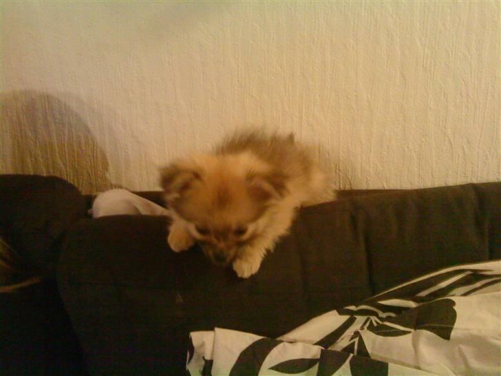 Blanding af racer Poppai - Han er så sød, alt skal udforskes. ;-) billede 14