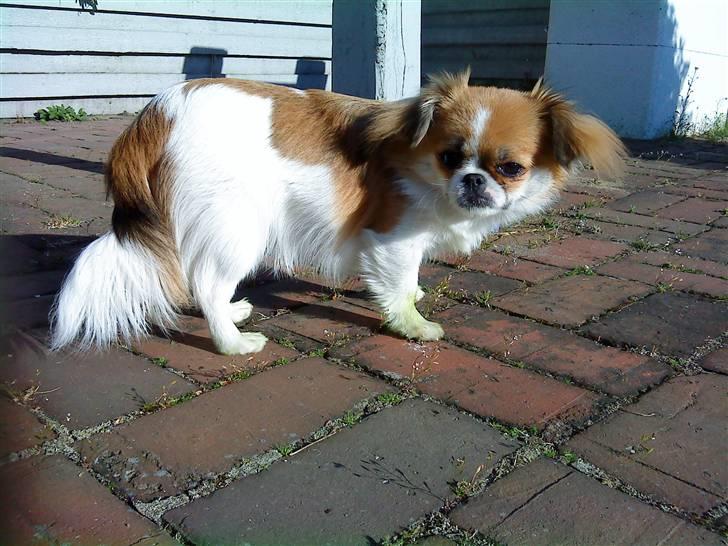 Blanding af racer Poppai - Maschja: Tæven. billede 7