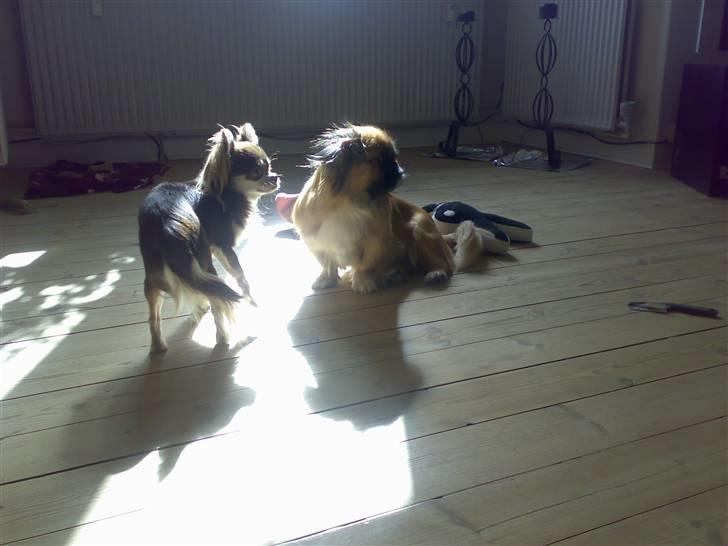 Blanding af racer Poppai - Fra venstre. Viktor: Morfar. Trunte: Mormor. billede 9