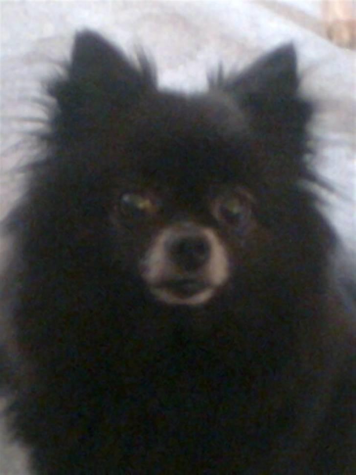 Blanding af racer Poppai - Mimi: Farmor. R.I.P billede 10