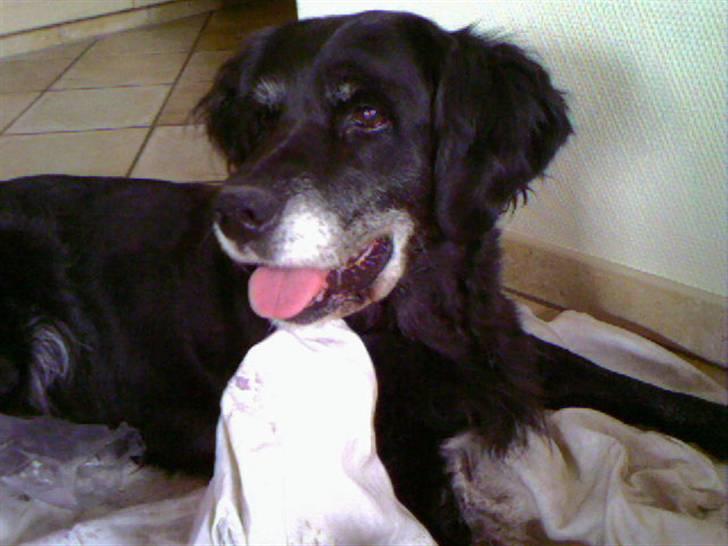 Blanding af racer Laika*himmelhund* billede 2