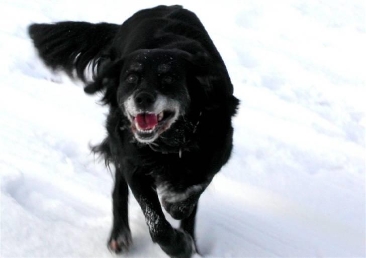 Blanding af racer Laika*himmelhund* billede 3