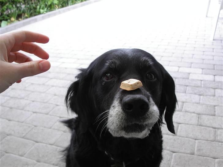 Blanding af racer Laika*himmelhund* - greb næsten altid billede 5