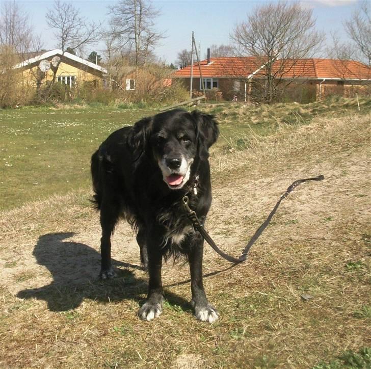 Blanding af racer Laika*himmelhund* billede 6