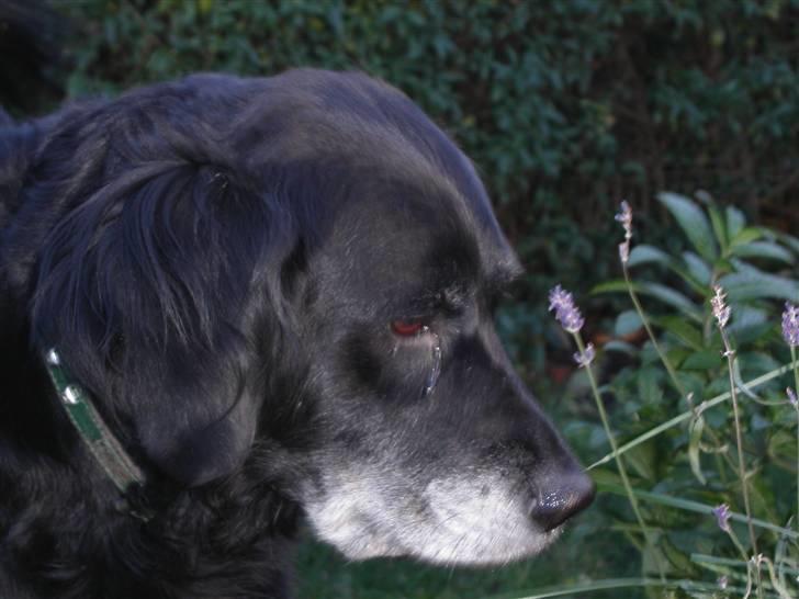 Blanding af racer Laika*himmelhund* billede 7