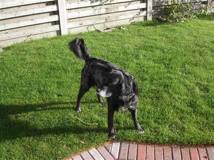 Blanding af racer Laika*himmelhund* billede 8