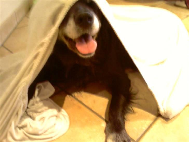 Blanding af racer Laika*himmelhund* - i prima legemode som 13 årig ;) billede 9