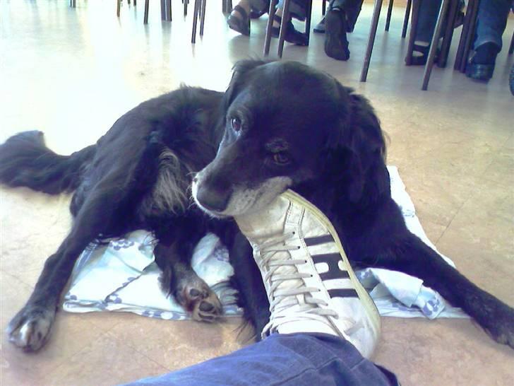 Blanding af racer Laika*himmelhund* - hun kunne ligne en legesyg hvalp lige til det sidste billede 1