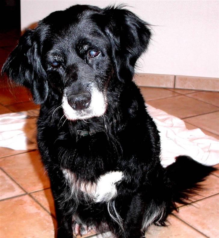 Blanding af racer Laika*himmelhund* billede 10