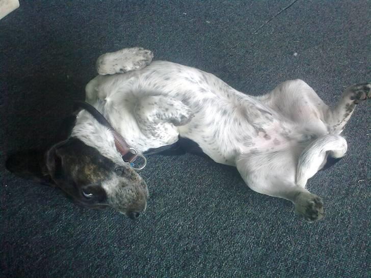 Blanding af racer Zef - Zef som han oftest ses  billede 1