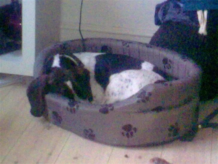 Blanding af racer Zef billede 2