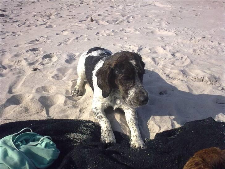 Blanding af racer Zef - Zef med på ferie i Marielyst billede 4