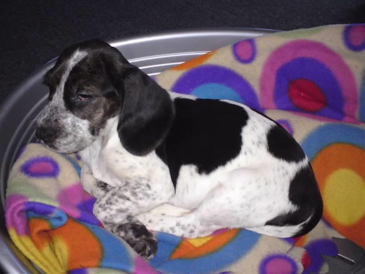 Blanding af racer Zef - Lille Zef, da han kun fyldte et hjørne af hundekurven billede 6