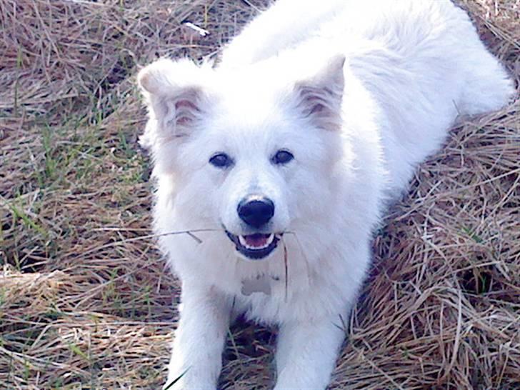 Samojedhund / labrador. Buddy - Forårs billede :D (billede 15)  billede 13