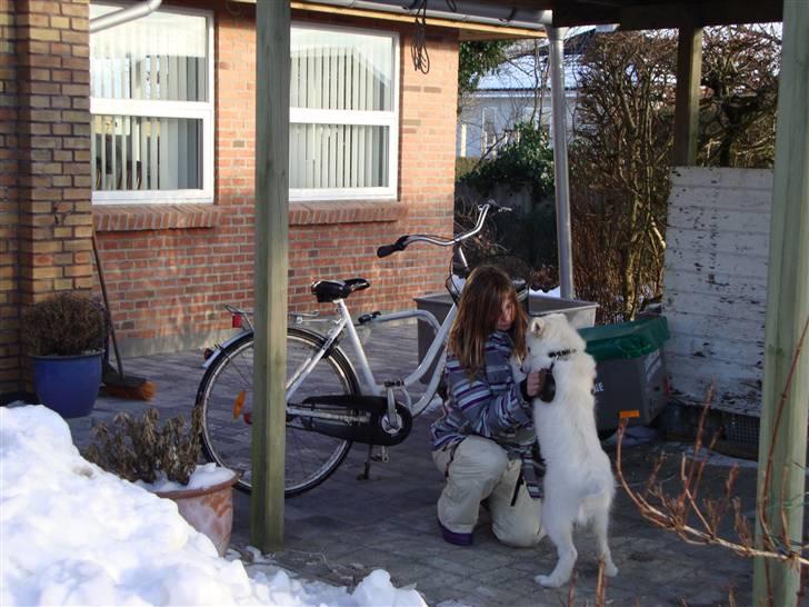 Samojedhund / labrador. Buddy - (billede 16) billede 14