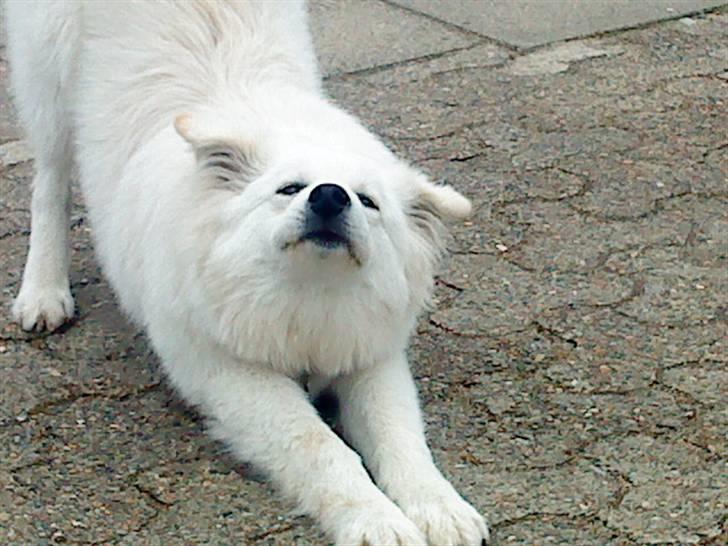 Samojedhund / labrador. Buddy - aaaaah... (billede 17) billede 15