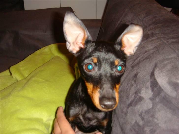 Engelsk toy terrier Lucca billede 1