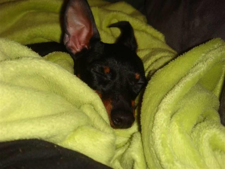 Engelsk toy terrier Lucca billede 2