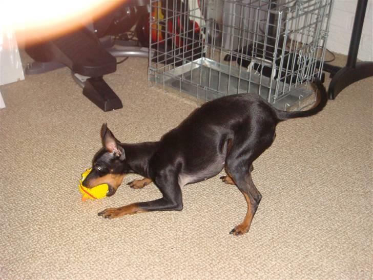 Engelsk toy terrier Lucca billede 3