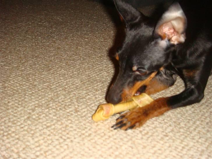 Engelsk toy terrier Lucca billede 4