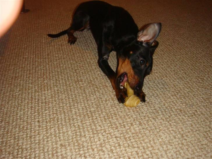 Engelsk toy terrier Lucca billede 5