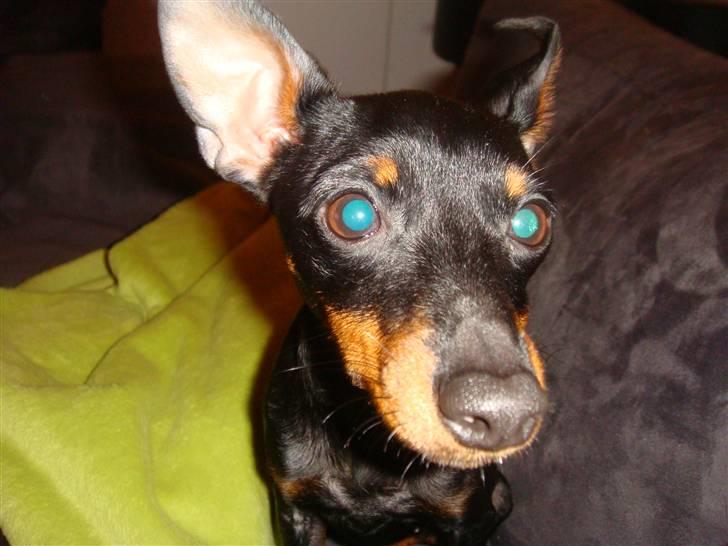 Engelsk toy terrier Lucca billede 6