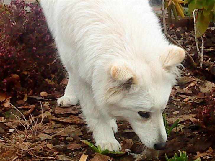 Samojedhund / labrador. Buddy - (billede 17) billede 16